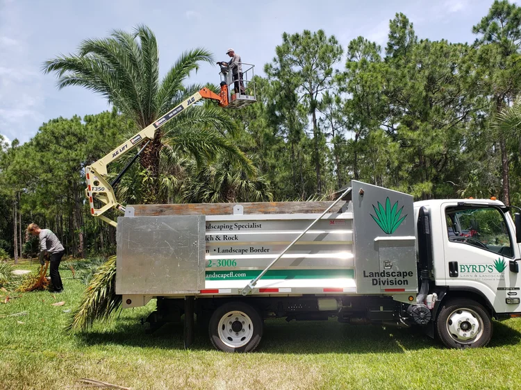 Tree Services